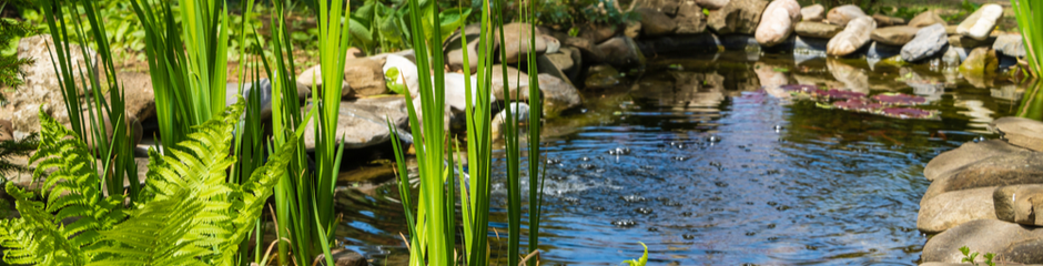 maintain-garden-pond