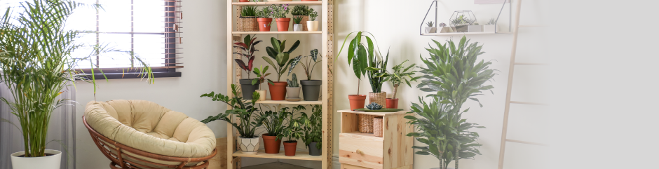 In my opinion, indoor plants are an absolute game-changer for decoration. I  believe they not only enhance the aesthetics but also bring a refreshing  vibe to any space. Additionally, taking care of