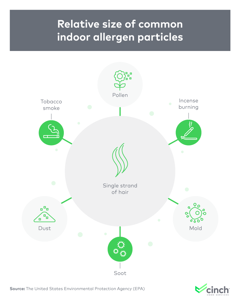 Infographic on relative size of common indoor allergen particles