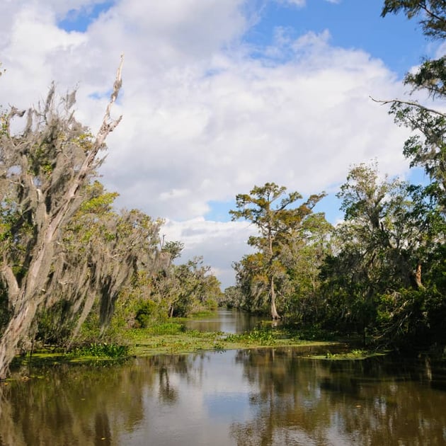 Home warranty in Louisiana - pic of a swamp area